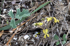 Pelargonium gibbosum (Pelargonium gibbosum)