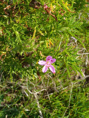 Balm-scented pelargonium (Pelargonium glutinosum)