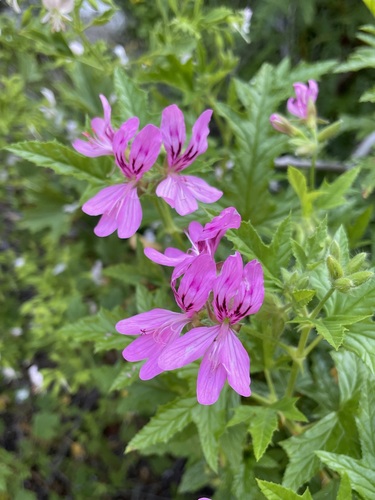 Balm-scented pelargonium (Pelargonium glutinosum)