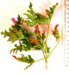 Balm-scented pelargonium (Pelargonium glutinosum)