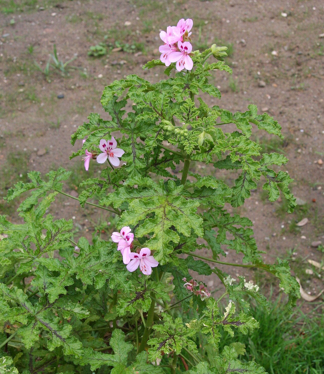 Balm-scented pelargonium: Pelargonium glutinosum im Botanischen Garten Köln