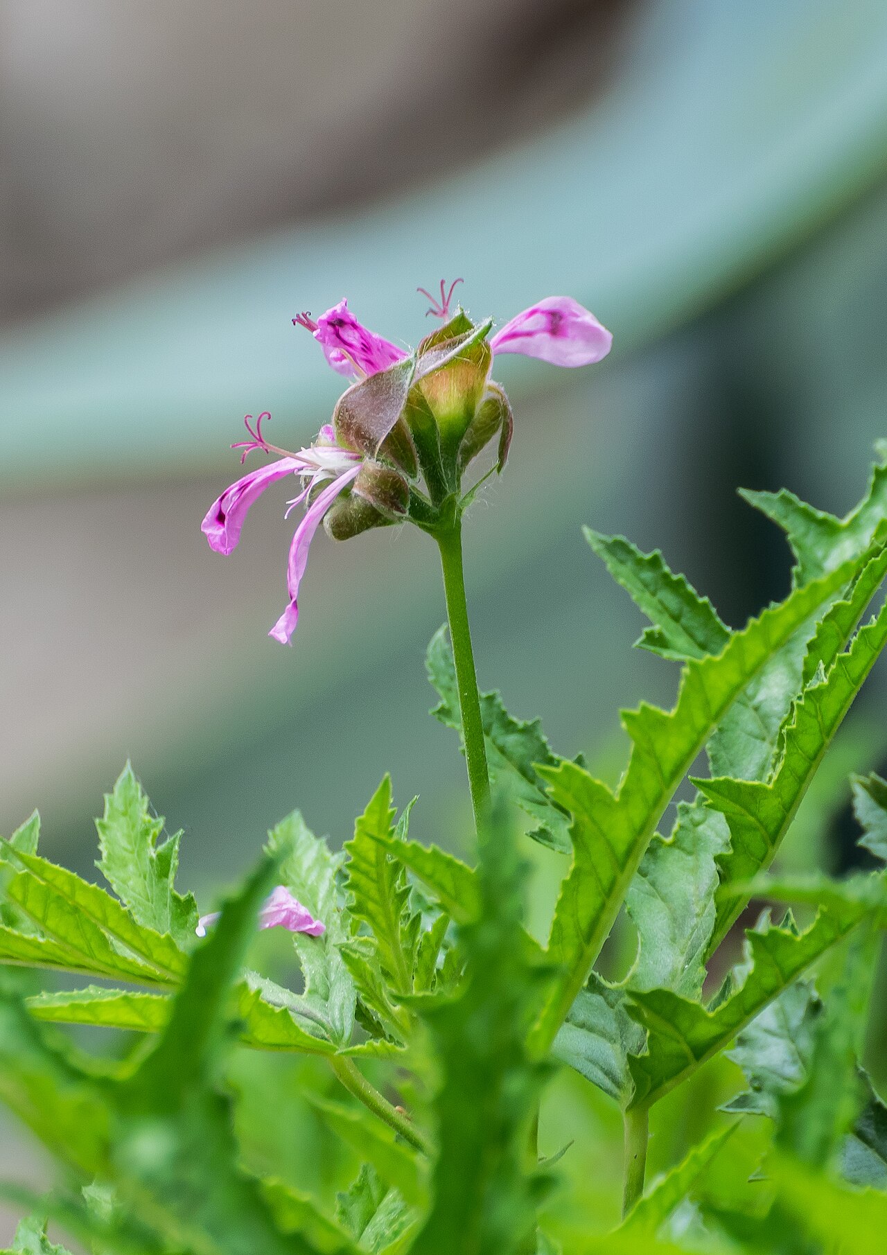 Balm-scented pelargonium: Pelargonium glutinosum in Botanischer Garten Münster, Lower Saxony, Germany