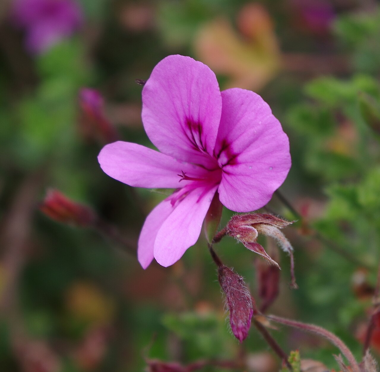 Balm-scented pelargonium: Pelargonium Seidon glutinosum