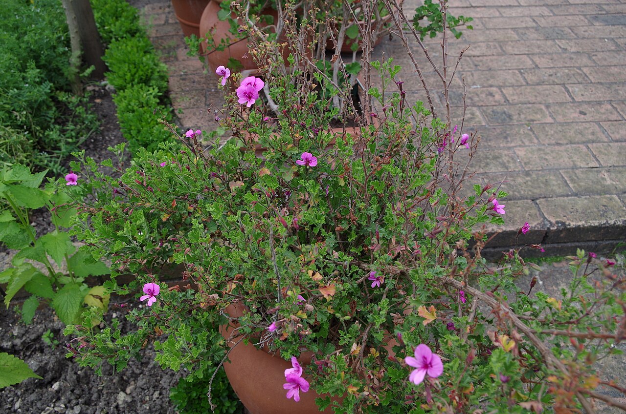 Balm-scented pelargonium: Pelargonium Seidon glutinosum