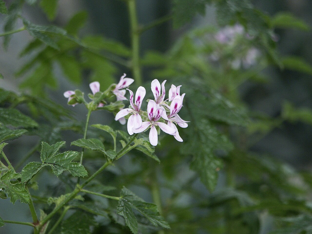 Balm-scented pelargonium: Pelargonium glutinosum , Royal Botanic Gardens, Kew, UK