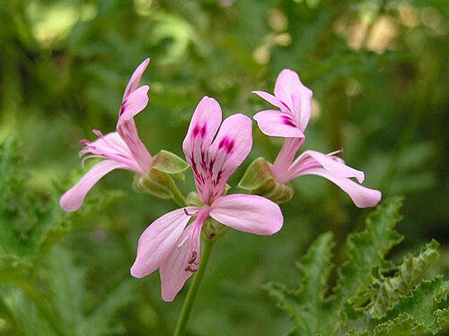 Balm-scented pelargonium: 天竺葵屬 Pelargonium glutinosum [阿姆斯特丹植物園 Hortus Botanicus, Amsterdam]