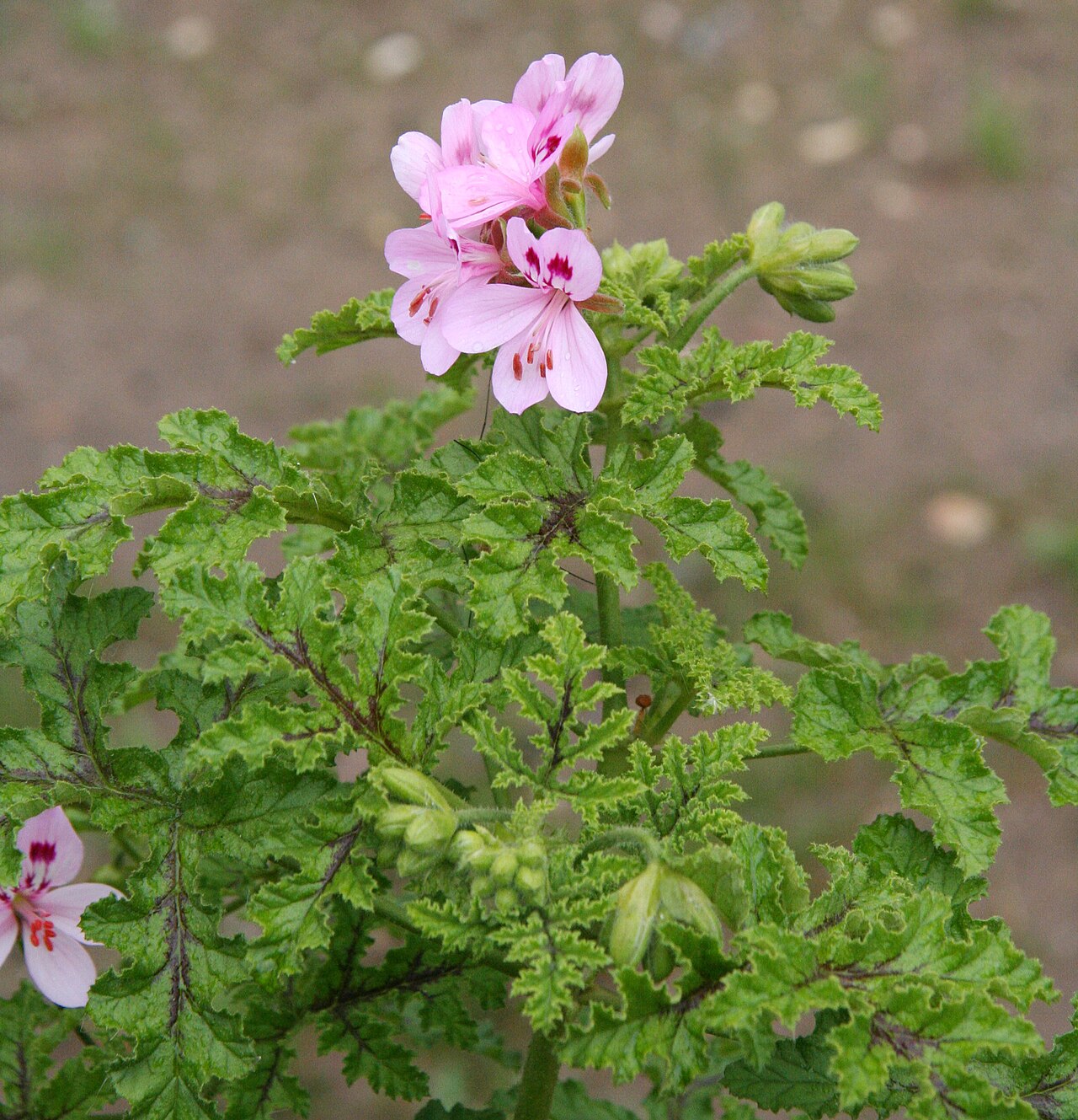 Balm-scented pelargonium: Pelargonium glutinosum im Botanischen Garten Köln