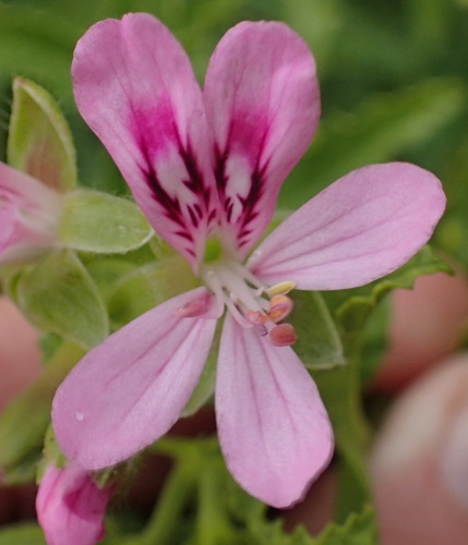 Balm-scented pelargonium (Pelargonium glutinosum)