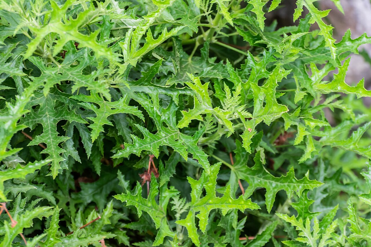 Balm-scented pelargonium: Pelargonium glutinosum in Botanischer Garten Münster, Lower Saxony, Germany