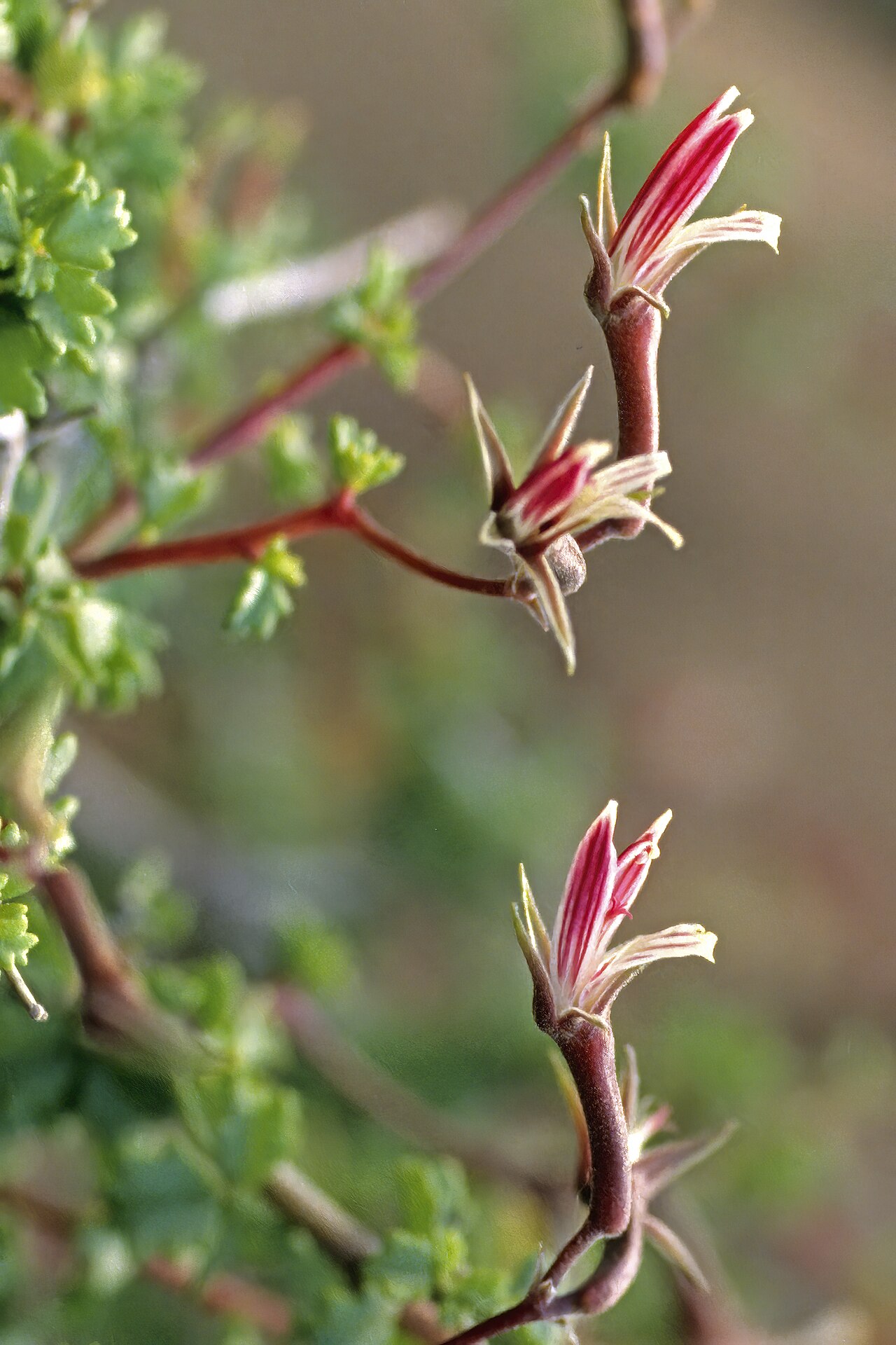 Pelargonium grandicalcaratum: Pelargonium grandicalcaratum , flowers; Obib Mountain near Rosh Pinah, Namib Desert, ||Kharas Region, Namibia