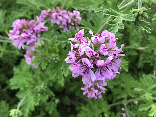 Sweet scented geranium: ニオイテンジクアオイの花