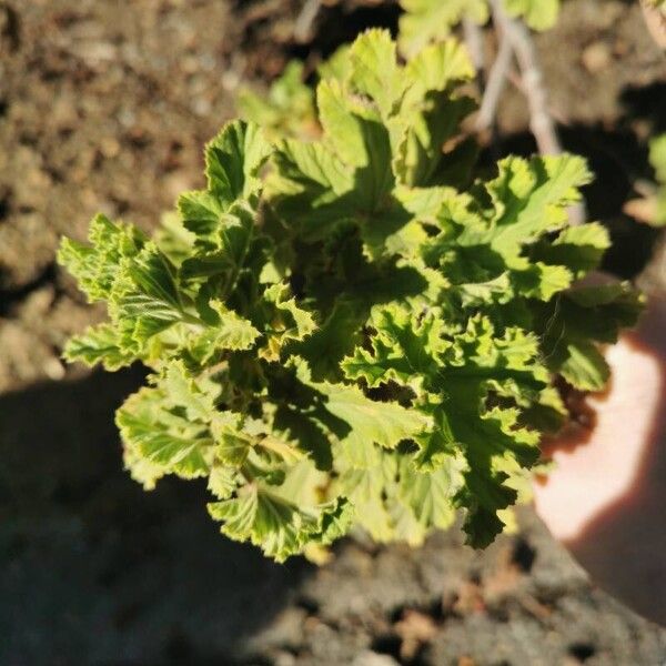 Sweet scented geranium (Pelargonium graveolens)