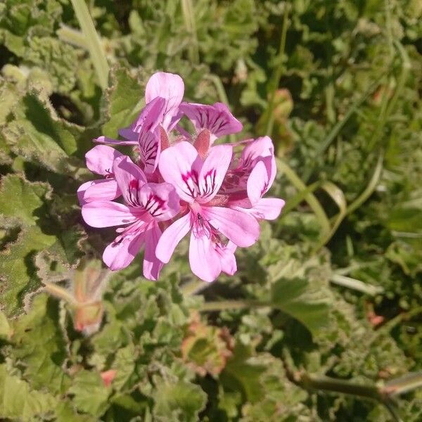 Sweet scented geranium (Pelargonium graveolens)