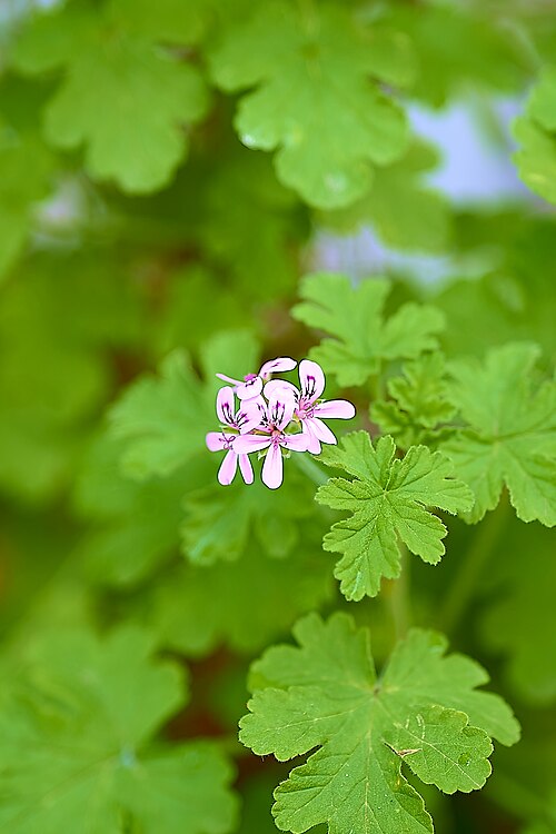 Sweet scented geranium: Garden Geranium (Pelargonium Graveolens) in Athens.