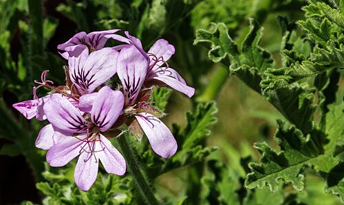 Sweet scented geranium: rose geranium - Leaves and flowers