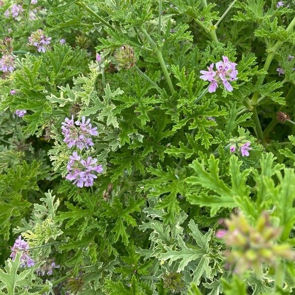 Sweet scented geranium (Pelargonium graveolens)