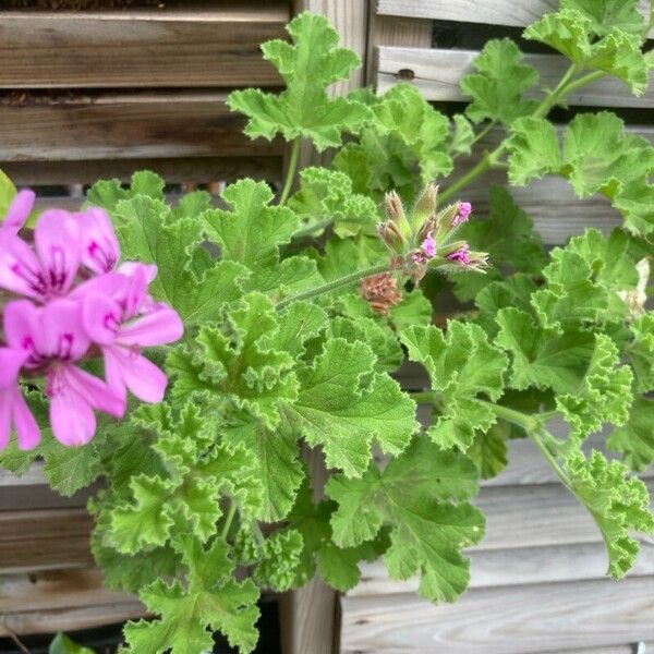 Sweet scented geranium (Pelargonium graveolens)