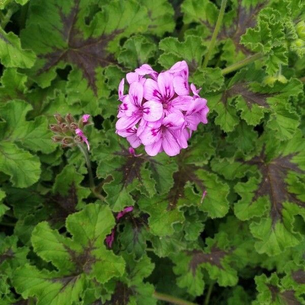 Sweet scented geranium (Pelargonium graveolens)