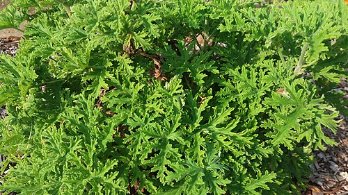 Sweet scented geranium: Photo des feuilles d'un Pelargonium graveolens.