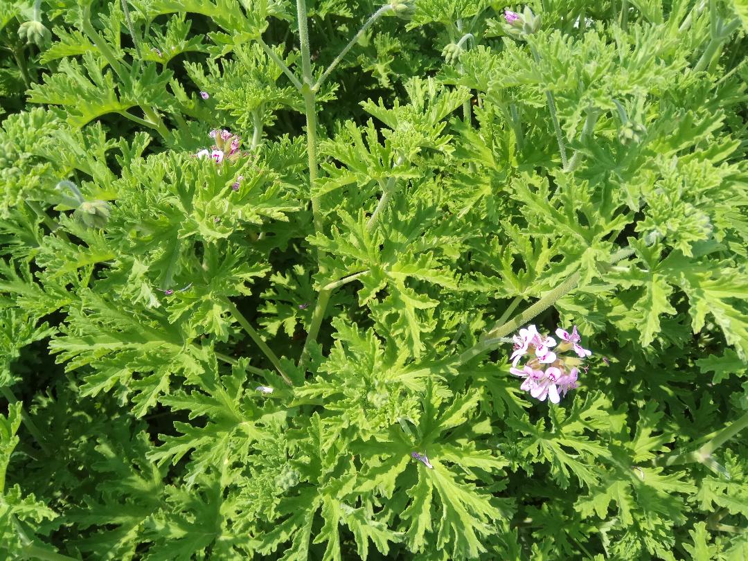Sweet scented geranium: Cultivar of Pelargonium Graveolens with flowers & ragged structure of leaf margins.