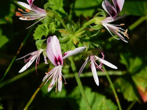 Pelargonium greytonense (Pelargonium greytonense)