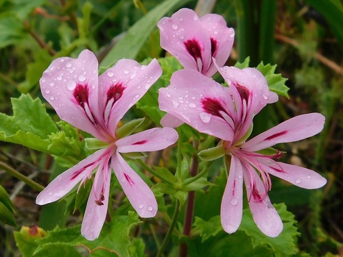 Pelargonium greytonense (Pelargonium greytonense)