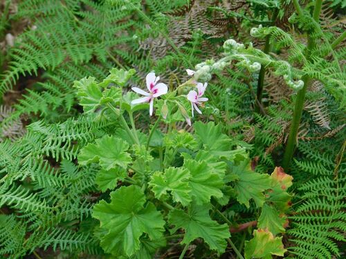 Pelargonium greytonense (Pelargonium greytonense)