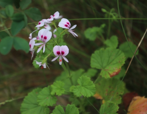 Pelargonium greytonense (Pelargonium greytonense)