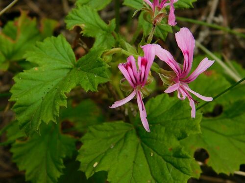 Pelargonium greytonense (Pelargonium greytonense)