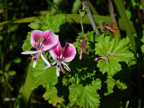 Pelargonium greytonense (Pelargonium greytonense)