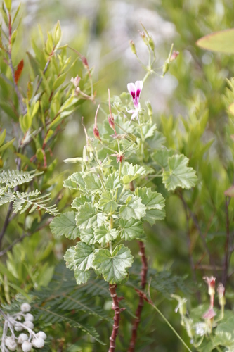 Pelargonium greytonense (Pelargonium greytonense)