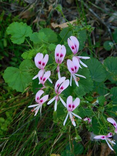 Pelargonium greytonense (Pelargonium greytonense)