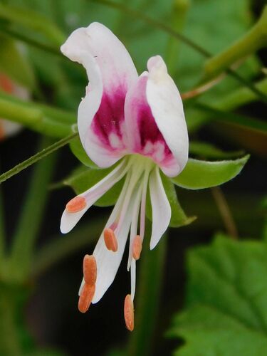 Pelargonium greytonense (Pelargonium greytonense)