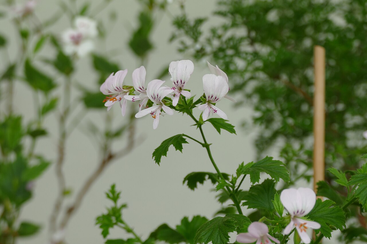 Pelargonium greytonense: Pelargonium cf. greytonense at the pelargonium exhibition in the greenhouse called "Geranienhaus" in the Nymphenburg park, Munich