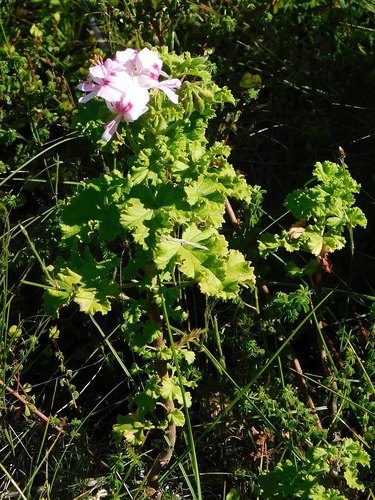Pelargonium greytonense (Pelargonium greytonense)