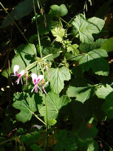 Pelargonium greytonense (Pelargonium greytonense)