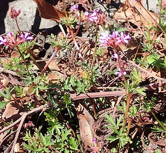 Gooseberry geranium: Gooseberry-leaved pelargonium or Pelargonium grossularioides, photographed by Nicola van Berkel, on 9 November 2018, at Kranshoek 432 Ptn. 5 Eden, near Plettenb