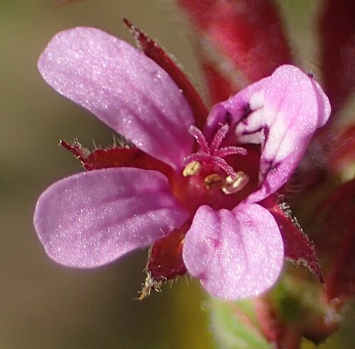 Gooseberry geranium: Gooseberry-leaved pelargonium or Pelargonium grossularioides, photographed by Nicola van Berkel, on 16 October 2020, about 1 km west of Kranshoek, near Plettenb