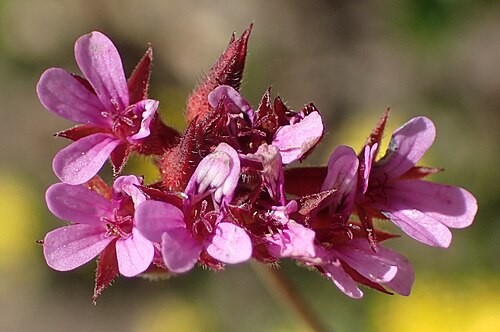 Gooseberry geranium: Gooseberry-leaved pelargonium or Pelargonium grossularioides, photographed by Nicola van Berkel, on 16 October 2020, about 1 km west of Kranshoek, near Plettenb