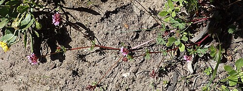 Gooseberry geranium: Gooseberry-leaved pelargonium or Pelargonium grossularioides, photographed by Nicola van Berkel, on 16 October 2020, about 1 km west of Kranshoek, near Plettenb