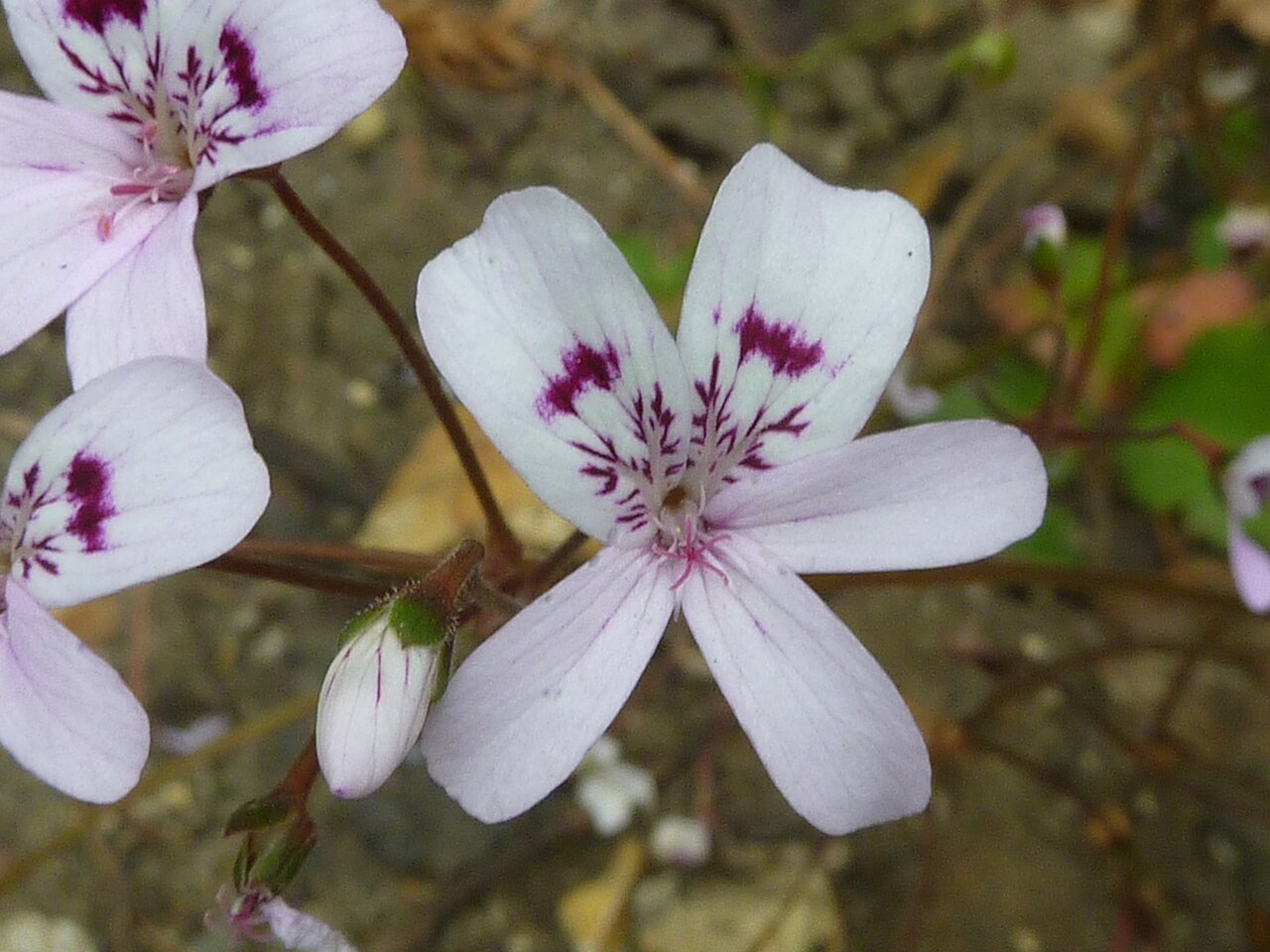 Pelargonium havlasae: Taken in the Cambridge University Botanic Garden