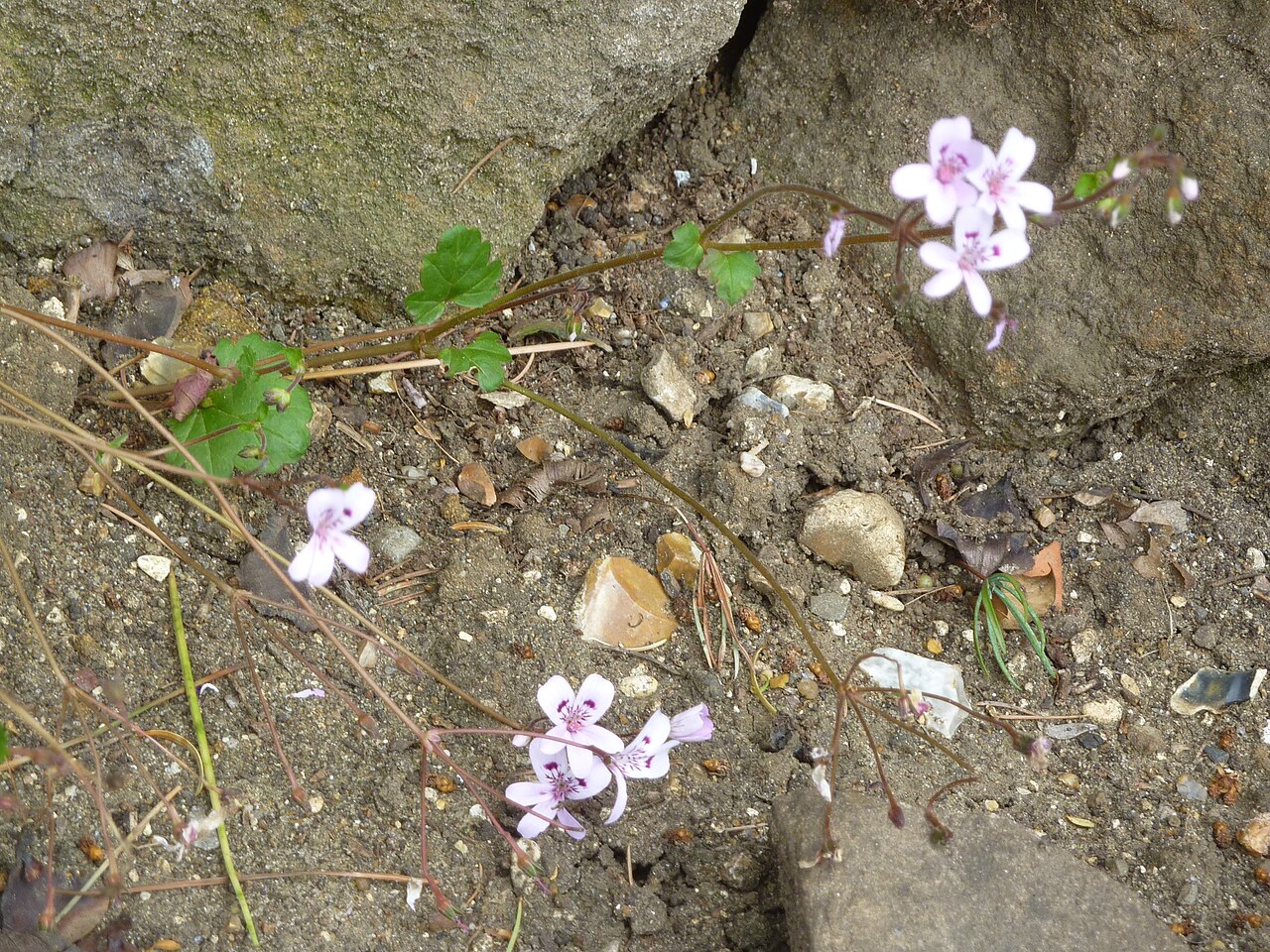 Pelargonium havlasae: Taken in the Cambridge University Botanic Garden