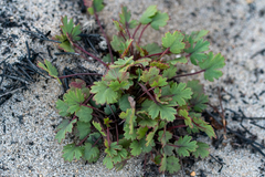 Pelargonium incarnatum (Pelargonium incarnatum)