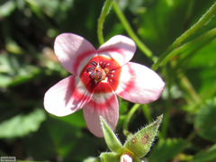 Pelargonium incarnatum (Pelargonium incarnatum)