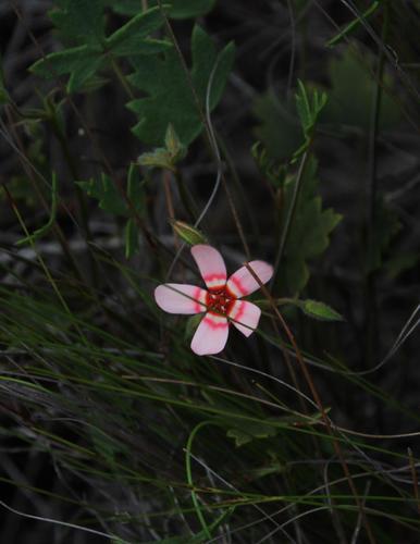 Pelargonium incarnatum (Pelargonium incarnatum)