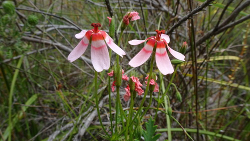 Pelargonium incarnatum (Pelargonium incarnatum)