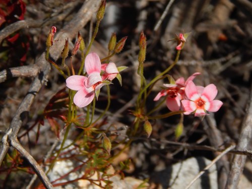 Pelargonium incarnatum (Pelargonium incarnatum)