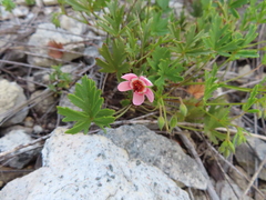 Pelargonium incarnatum (Pelargonium incarnatum)
