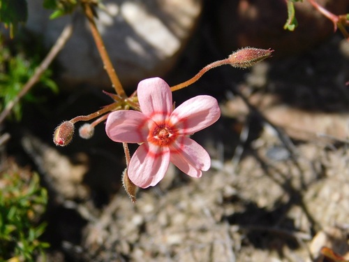 Pelargonium incarnatum (Pelargonium incarnatum)