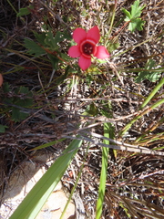 Pelargonium incarnatum (Pelargonium incarnatum)